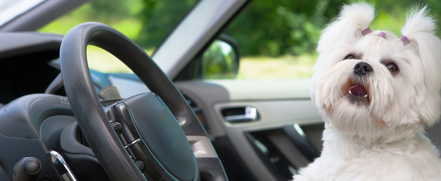 For Pet's Sake Pet Sitters Tallahassee & Havana Florida