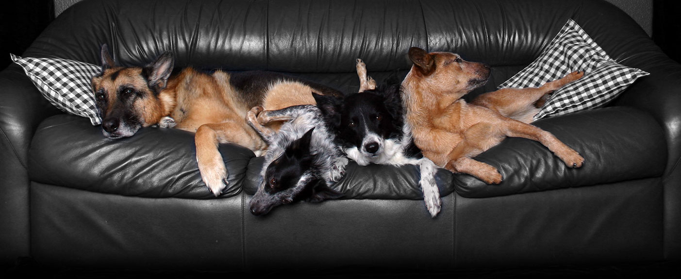 For Pet's Sake Pet Sitters Tallahassee & Havana Florida